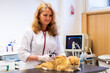 © ShapikMedia - Brno, Czech Republic - March 28, 2025: A veterinarian examines a cat during an appointment at a veterinary clinic