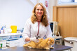© ShapikMedia - Brno, Czech Republic - March 28, 2025: A veterinarian examines a cat during an appointment at a veterinary clinic