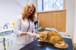 © ShapikMedia - Brno, Czech Republic - March 28, 2025: A veterinarian vaccinates a cat during an appointment at a veterinary clinic. Injection to a cat