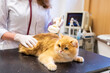 © ShapikMedia - Brno, Czech Republic - March 28, 2025: Veterinarian performs Ultrasound diagnostics of a cat during an appointment at a veterinary clinic. Ultrasound device for diagnostics.