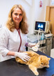 © ShapikMedia - Brno, Czech Republic - March 28, 2025: Veterinarian performs Ultrasound diagnostics of a cat during an appointment at a veterinary clinic. Ultrasound device for diagnostics.