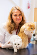 © ShapikMedia - Brno, Czech Republic - March 28, 2025: Veterinarian performs Ultrasound diagnostics of a cat during an appointment at a veterinary clinic.