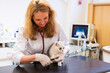 © ShapikMedia - Brno, Czech Republic - March 28, 2025: A veterinarian trims the claws of a cat. An appointment at a veterinary clinic
