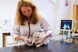 © ShapikMedia - Brno, Czech Republic - March 28, 2025: A veterinarian trims the claws of a cat. An appointment at a veterinary clinic