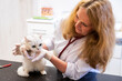 © ShapikMedia - Brno, Czech Republic - March 28, 2025: Veterinarian with a cat. Appointment at a veterinary clinic
