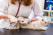 © ShapikMedia - Brno, Czech Republic - March 28, 2025: A veterinarian trims the claws of a cat. An appointment at a veterinary clinic