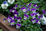 The wild pansy (Viola tricolor), also known as heartsease, Johnny Jump-up, or love-in-idleness, is a small, delicate flowering plant native to Europe and parts of Asia.