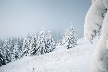 Aufkleber - Gorgeous winter landscape with lots of snow on fir trees. Wild nordic scene with snow-capped conifers.