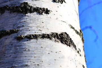 Poster - A close-up shot of a tree trunk with a clear blue sky in the background, suitable for use in outdoor or nature-themed projects.