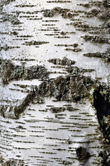 Aufkleber - Close-up shot of a tree trunk covered in moss, great for nature and outdoors themes.