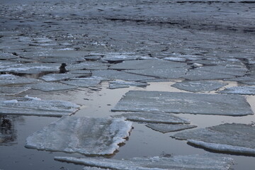 Poster - A group of ice pieces floating on top of a puddle, possibly in a natural environment.