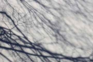 Poster - White wall with shadows from trees and branches.