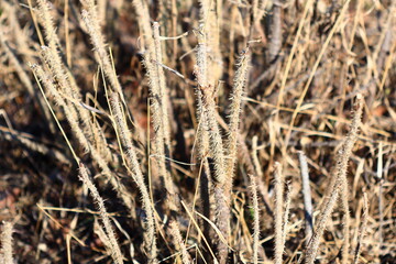 Poster - A close-up shot of a compact bundle of dry grass, suitable for use in illustrations about nature, environment, or agriculture.