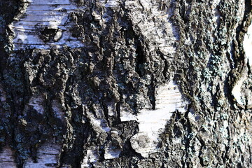 Poster - Close up of tree bark texture with unique patterns and details.