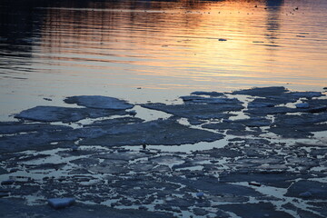 Poster - A group of birds perched on the edge of frozen water, searching for food.
