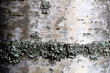 Poster - A close-up of a tree trunk covered in lush green moss, perfect for nature or landscape designs.