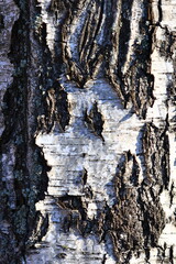 Aufkleber - A close-up view of the wood grain texture with natural imperfections and color variations.