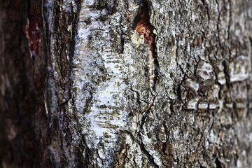Poster - A detailed view of tree bark texture and patterns.