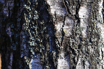 Aufkleber - A detailed view of a tree's outer layer, highlighting its texture and patterns.