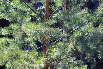 Poster - A bird sitting on a branch of a pine tree, natural scenery.