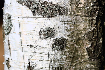 Poster - A detailed view of tree bark with intricate patterns and texture.