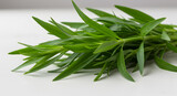Fresh aromatic tarragon sprigs, showcasing culinary herb on white backdrop
