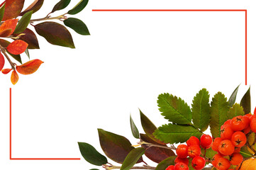 Wall Mural - autumn colorful leaves and berries of rowan tree in a corner arrangements and a frame isolated on wh