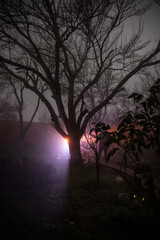 Wall Mural - mysterious pathway. footpath in the dark, foggy, autumnal, mysterious forest.