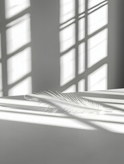 Poster - Monochromatic Feather with Strong Light and Shadow on White Surface