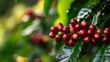 © Annda - Civet Coffee plant with ripe coffee cherries ready for harvest, surrounded by vibrant green foliage and tropical flowers in the background