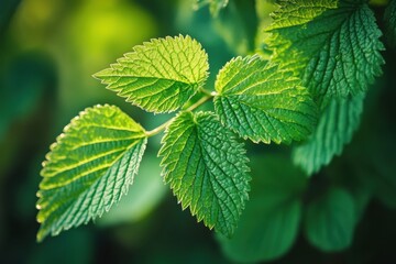 Poster - Fresh green leaves adorned with dewdrops create a serene nature composition amidst a soft blurred background in high-definition macro