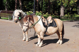 Two cute ponies with a bridle and saddle stands in a autumn park. Beautiful little horse pony in the town park