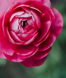 Close up of petals on pink ranunculus flower in garden.
