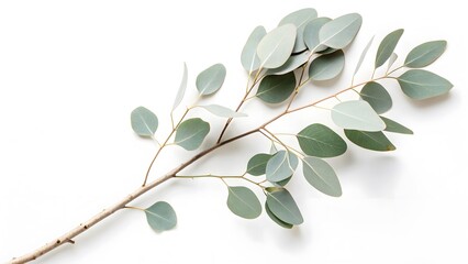 white-painted eucalyptus branch with minimalist aesthetics, isolated on a white background, symboliz