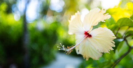 Wall Mural - Beautiful nature wallpaper. Perfect tropical nature macro background for exotic summer background. Bright yellow hibiscus floral backdrop flowers and soft green blur relaxing moody closeup background