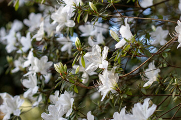 Wall Mural - White azalea flowering shrub in the genus Rhododendron.