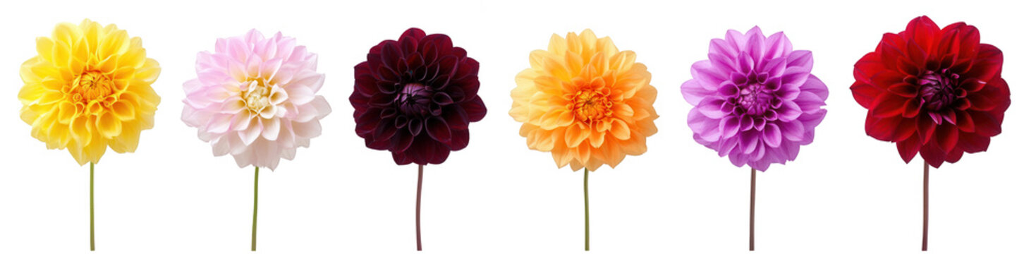different-colored dahlia flowers in the same shape on a white background, png