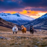 Three Icelandic horses stand in a field at sunset, snow capped mountains in the background. Dramatic, colorful sky.