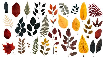 Wall Mural - Fall Leaves Isolated Clip Art Collection, cut out transparent