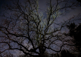Wall Mural - silhouette of a tree against the background of the starry sky