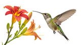 hummingbird in flight flower isolated on white background PNG. AI GENERATED