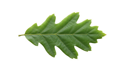 Poster - Single green oak leaf with lobed edges isolated against a black background in a studio shot