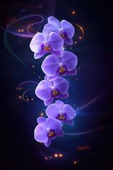 Poster - Vibrant purple orchids shine against a dark backdrop in this stunning artwork