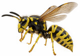 Closeup of yellow jacket wasp hornet - isolated on white