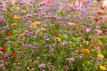  A stunning display of Argentinian vervain (Verbena bonariensis) and Zinnia elegans (in the background) blooming in a flower garden during the summer.