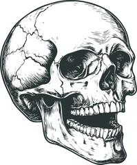Human skull in side view with open