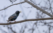 © Lecia Michelle - Common starling singing as it perches in a tree.