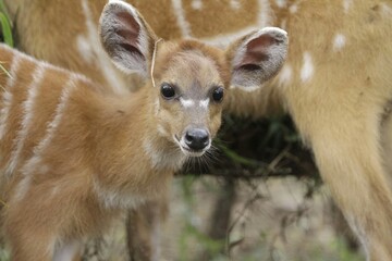 Wall Mural - portrait of little sitatunga looking at camera
