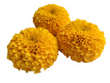 Bright yellow chrysanthemum flower isolated on a white background