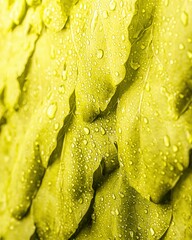 Poster - Fresh green leaf adorned with glimmering water droplets capturing nature's beauty after rainfall